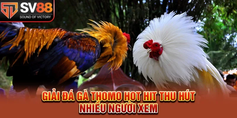 Giải đá gà Thomo hot hit thu hút nhiều người xem 