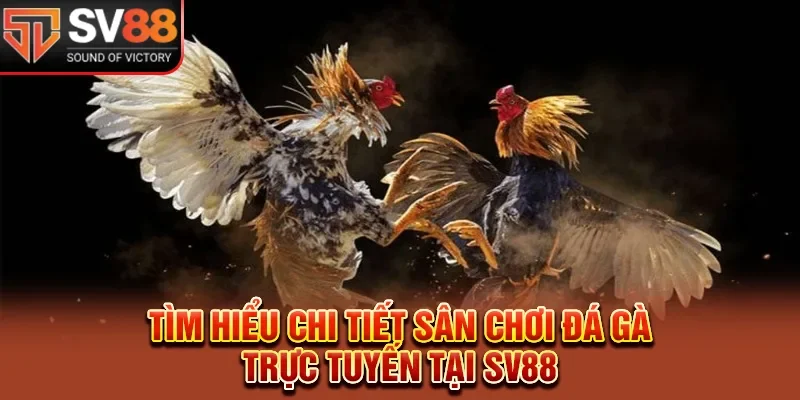 Tìm hiểu chi tiết sân chơi đá gà trực tuyến tại SV88