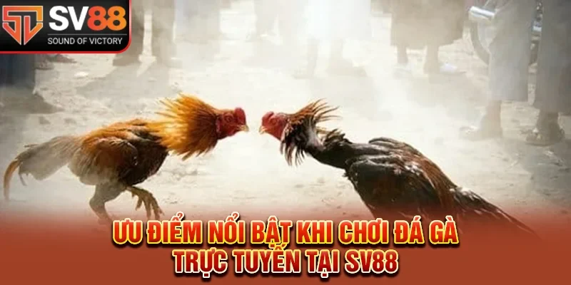 Ưu điểm nổi bật khi chơi đá gà trực tuyến tại SV88